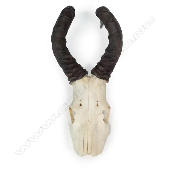 CAPE HARTEBEEST HEAD WITH ANTLERS