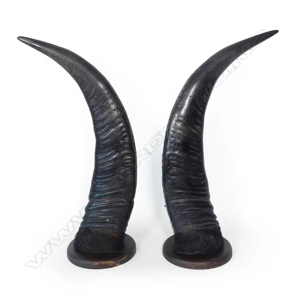 A pair of trophy water buffalo horns Image 1++