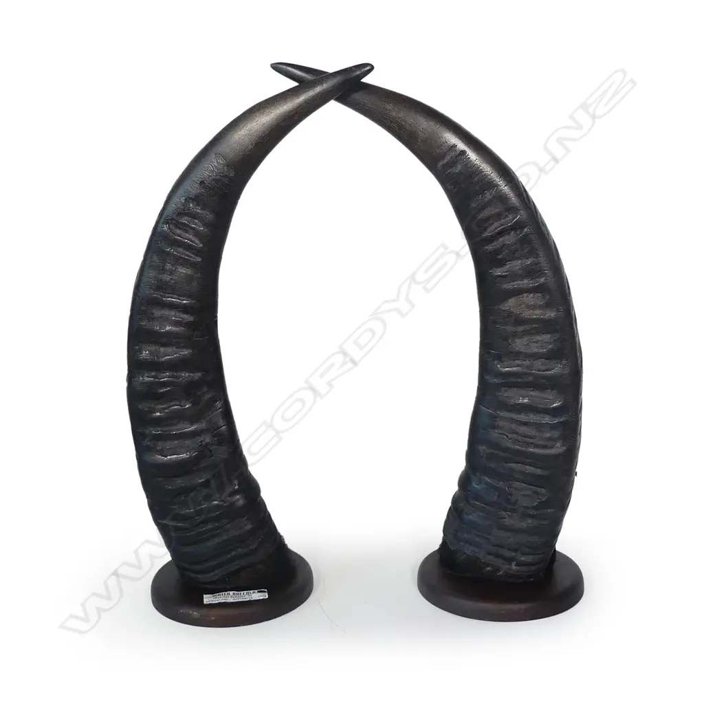 A pair of trophy water buffalo horns Image 1++