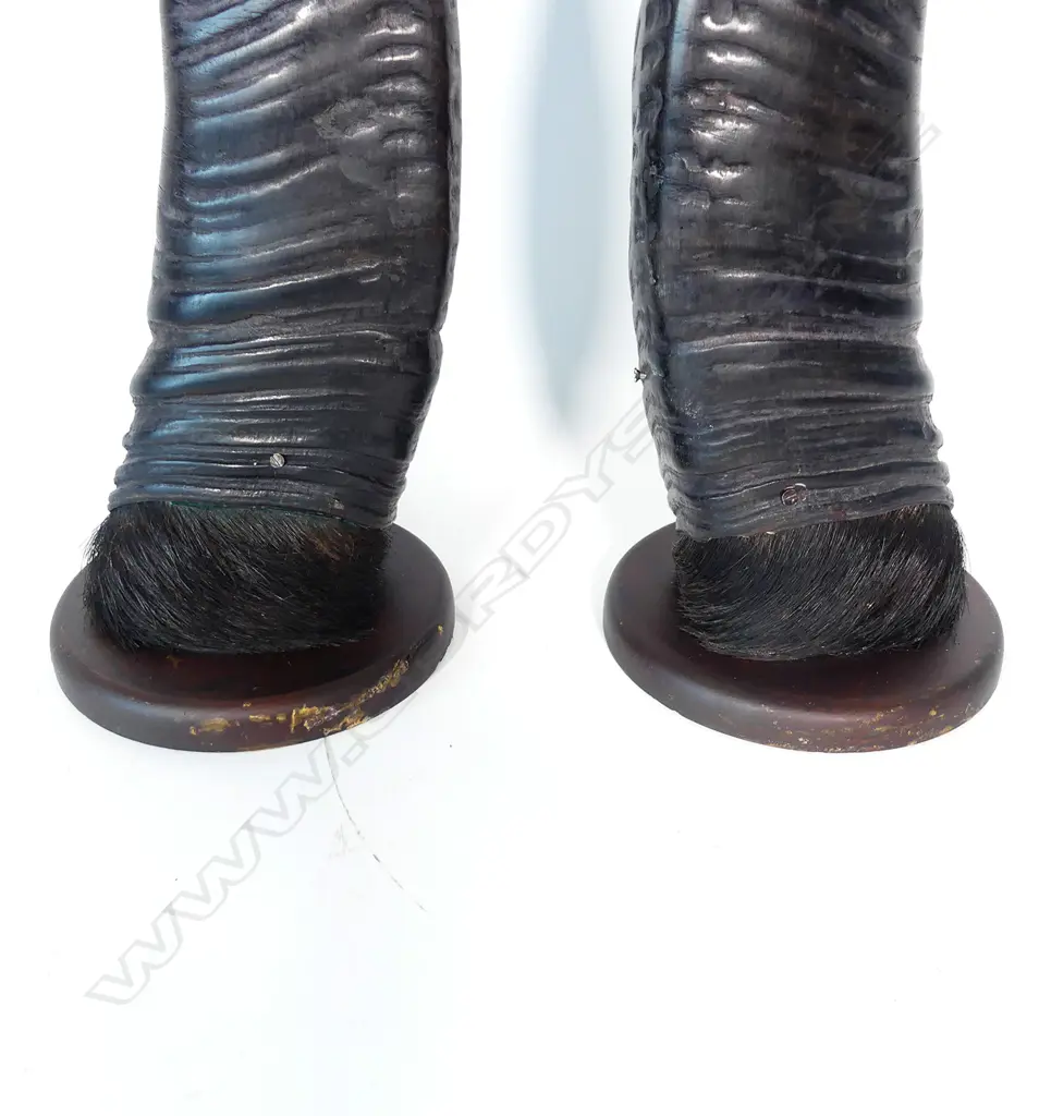 A pair of trophy water buffalo horns Image 1++