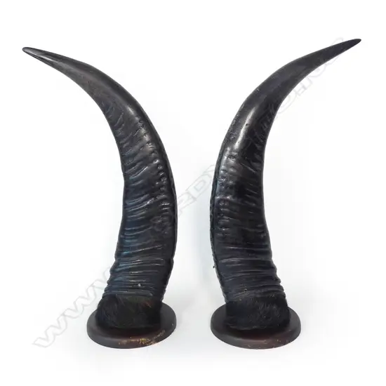 A pair of trophy water buffalo horns