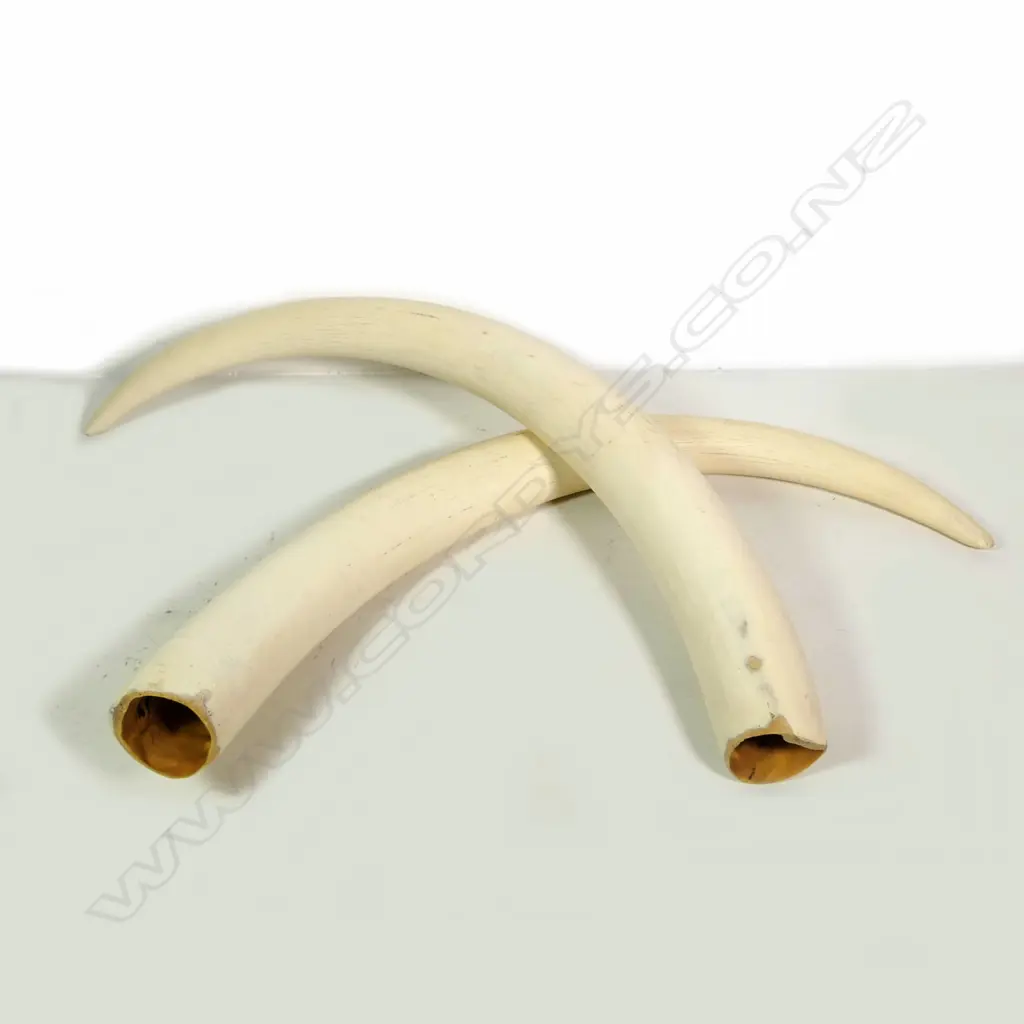 A pair of large replica elephant tusks Image 1++