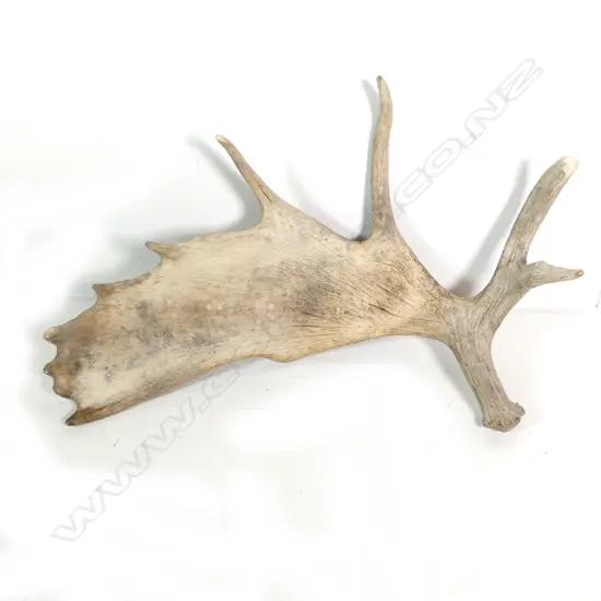 A single Canadian moose antler