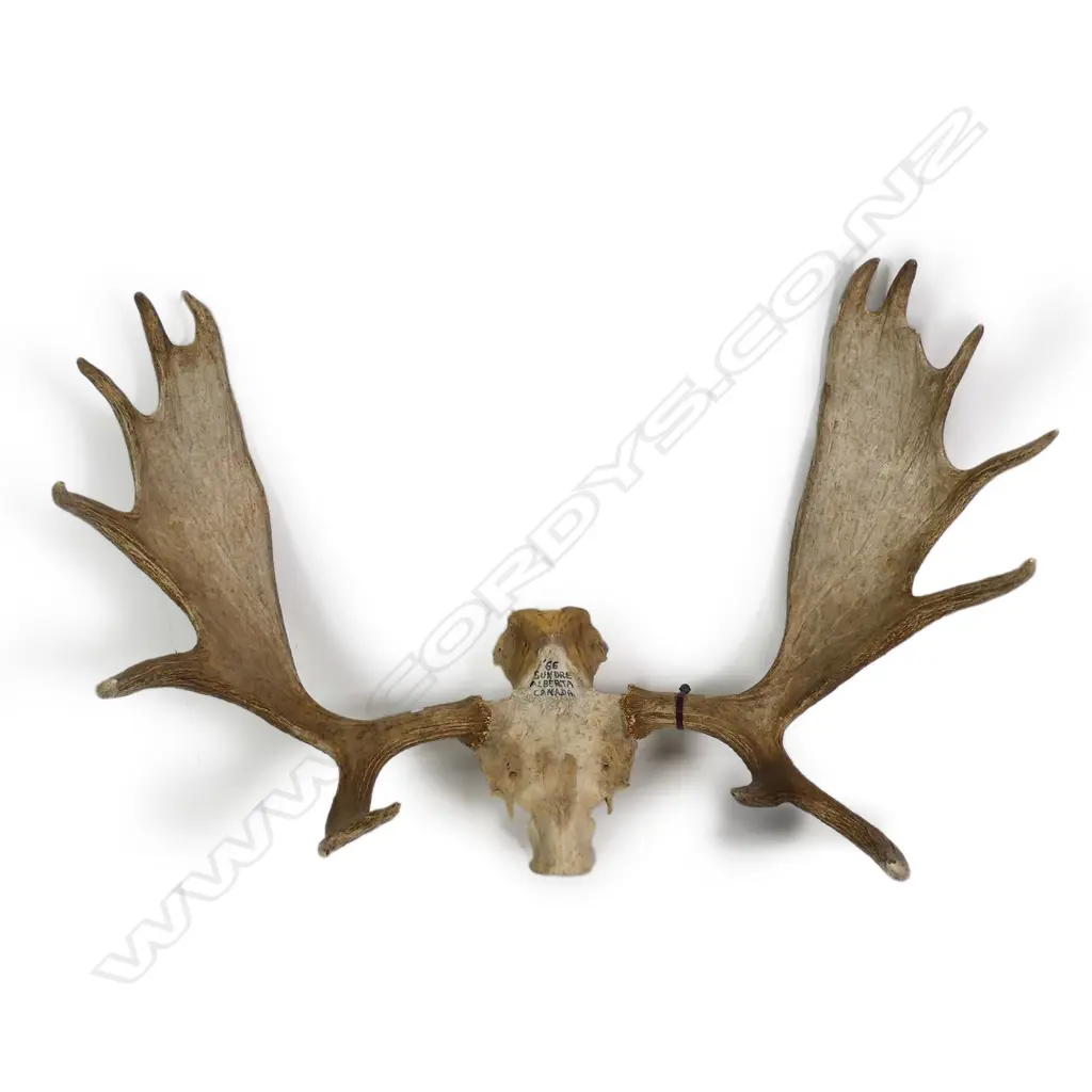 A trophy set of Canadian moose antlers Image 1++