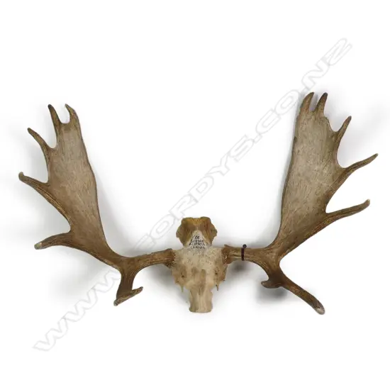 A trophy set of Canadian moose antlers