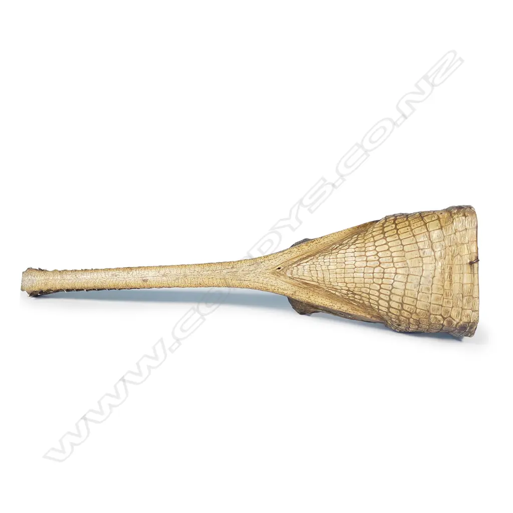 A c.1900 taxidermy Gharial crocodile head with distinctive long narrow snout Image 1++