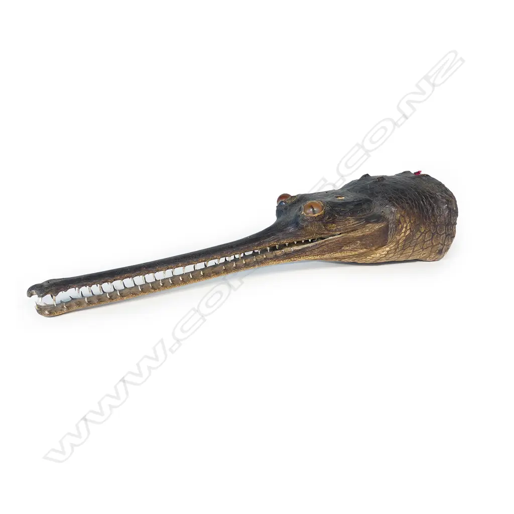 A c.1900 taxidermy Gharial crocodile head with distinctive long narrow snout Image 1++