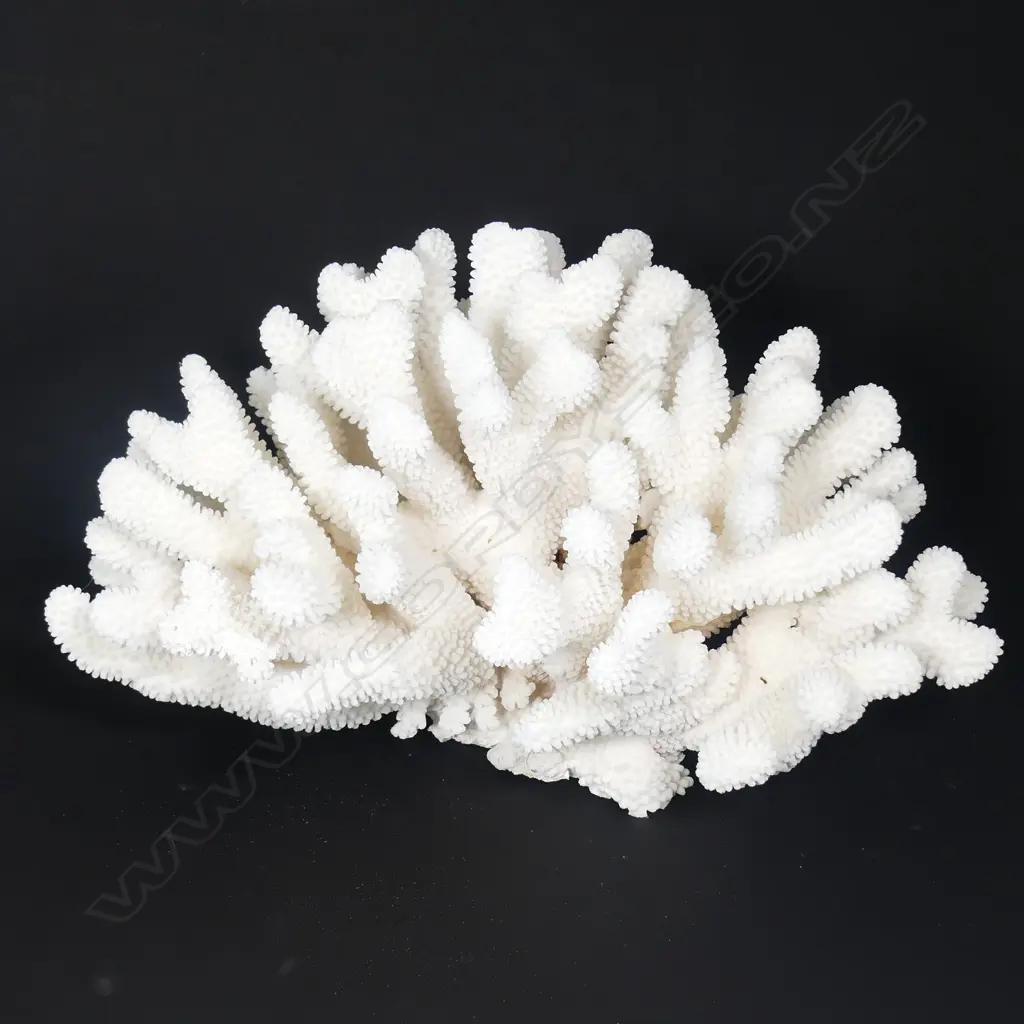 A large branch form coral head Image 1++