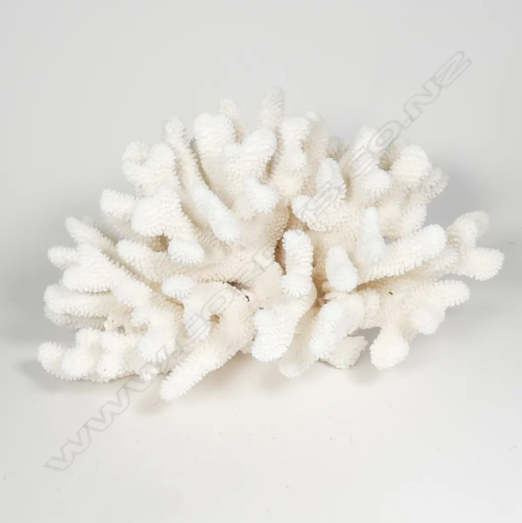 A large branch form coral head Image 1++