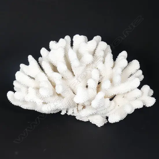 A large branch form coral head