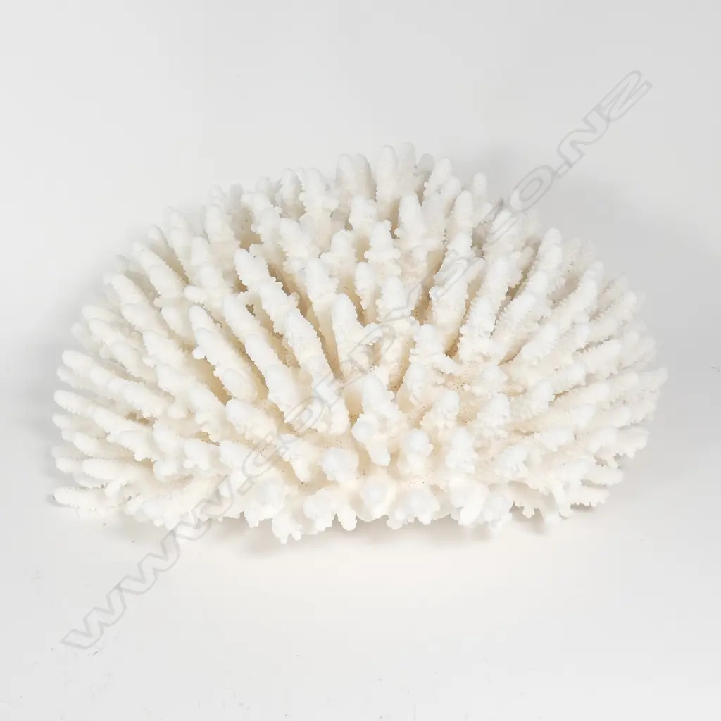 A large stag's horn coral head Image 1++
