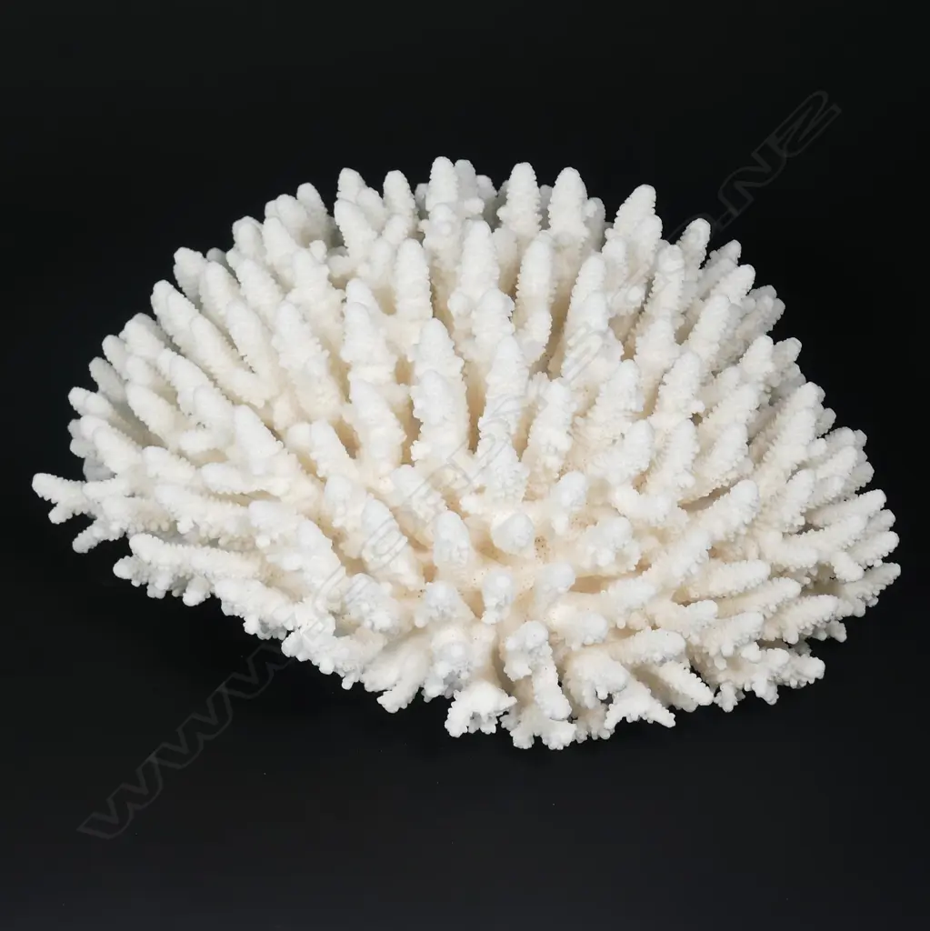 A large stag's horn coral head Image 1++