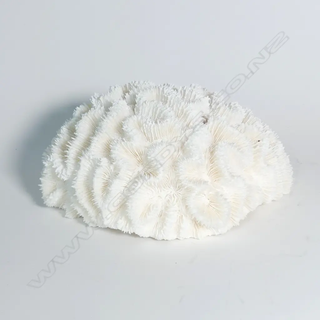 A brain coral head Image 1++