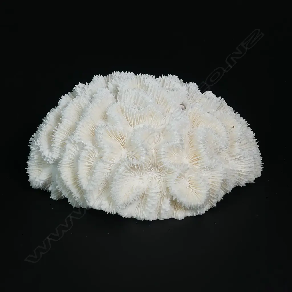 A brain coral head Image 1++