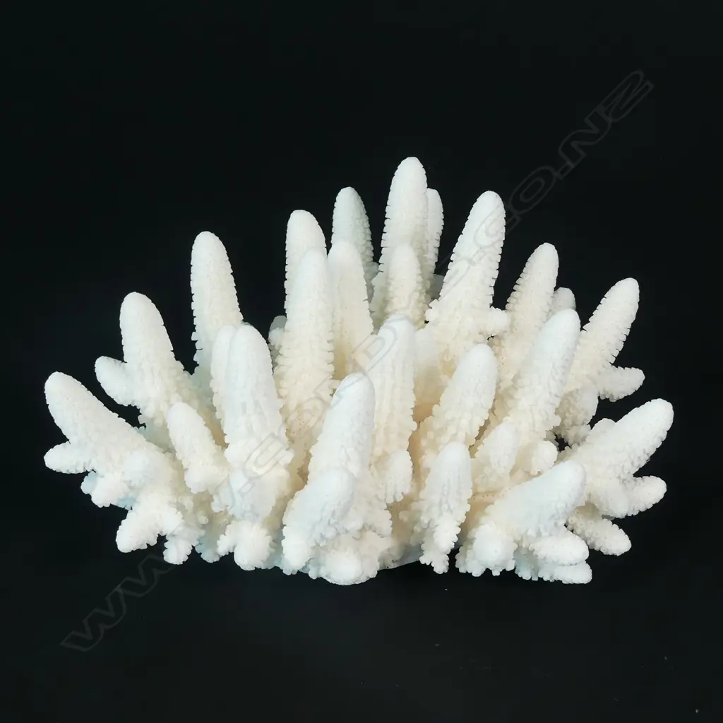 A stag's horn coral head Image 1++