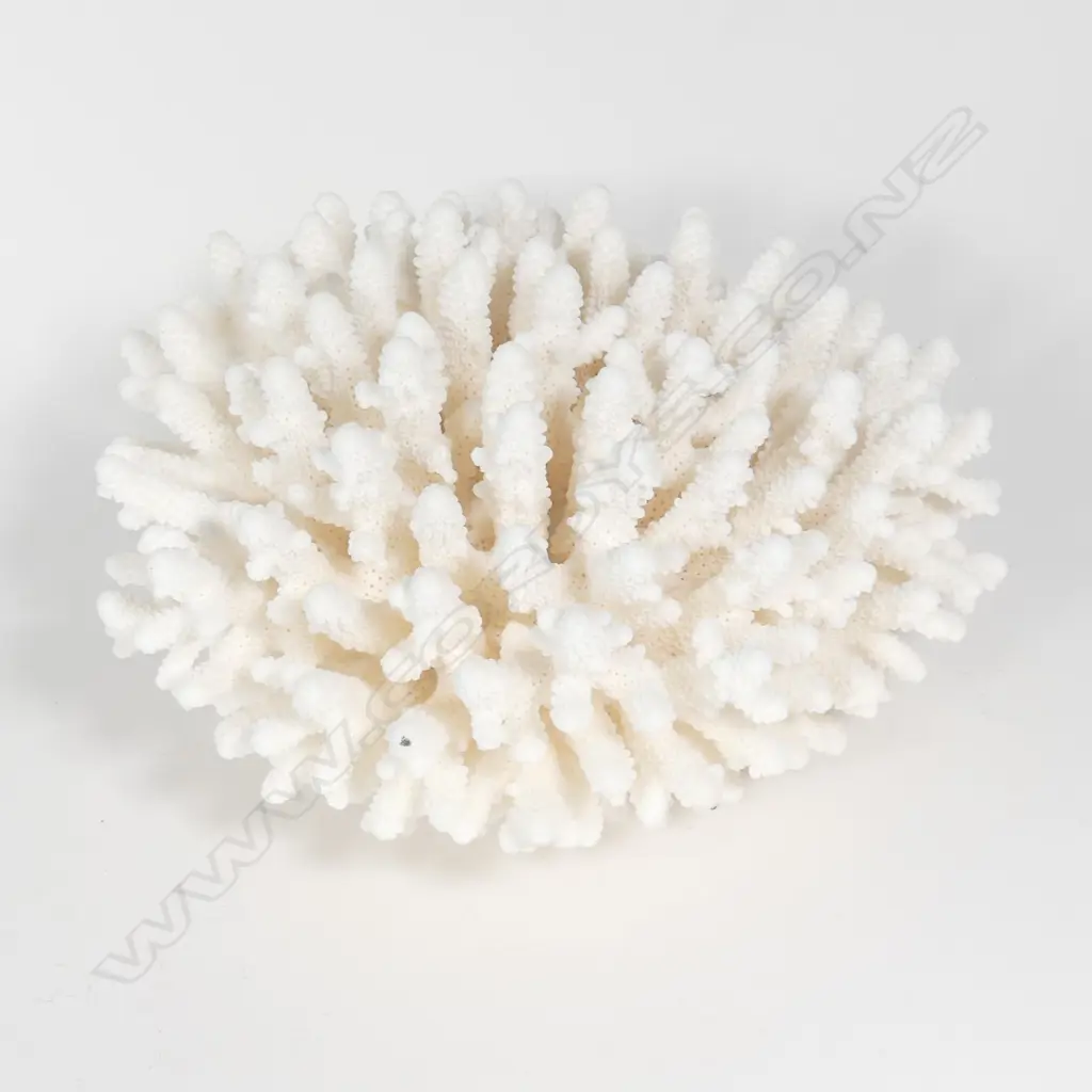 A branch form coral head Image 1++