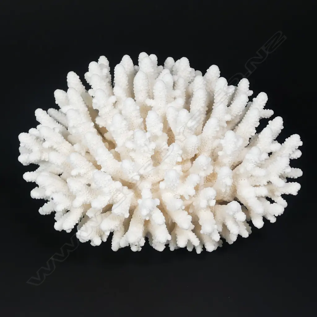 A branch form coral head Image 1++