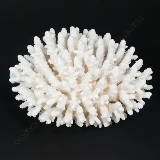 A branch form coral head