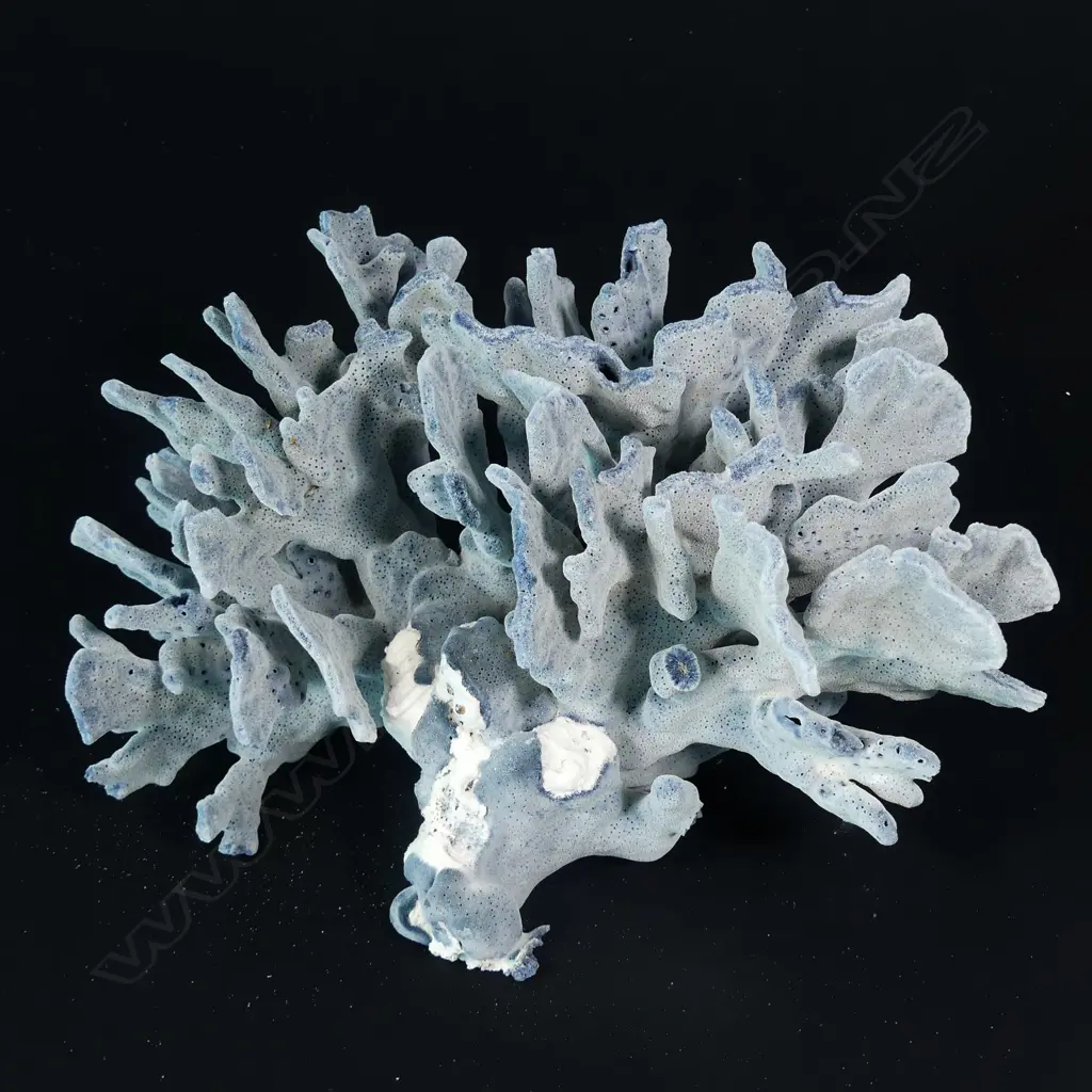A blue/grey coral head Image 1++
