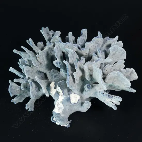 A blue/grey coral head