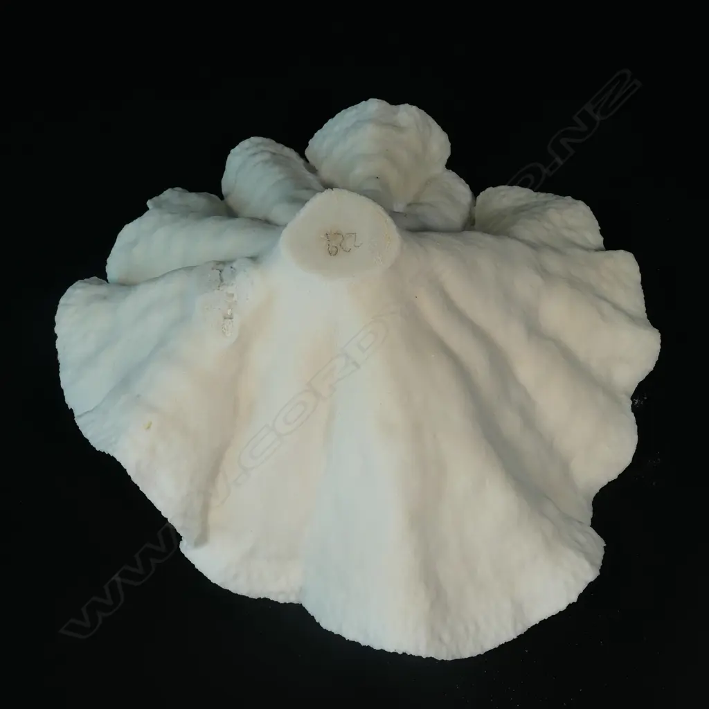 A fan coral head Image 1++