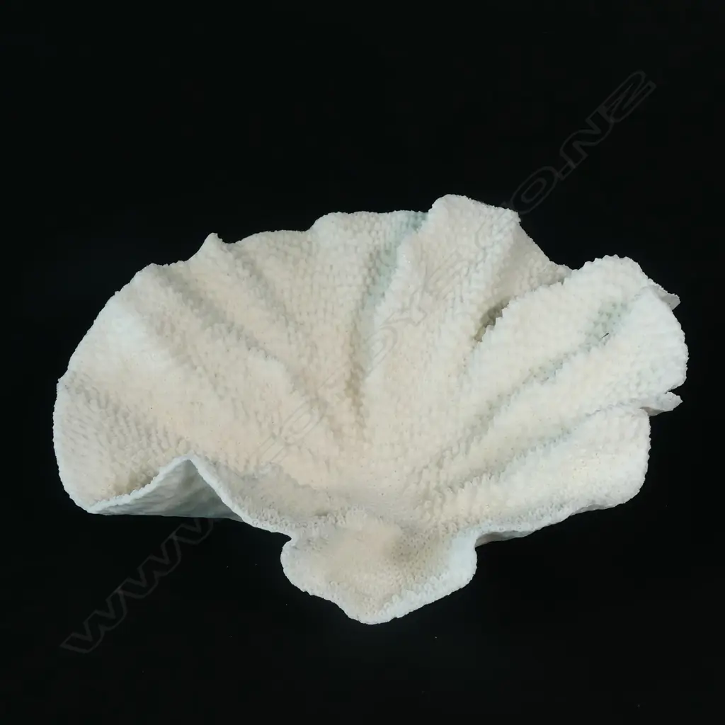 A fan coral head Image 1++