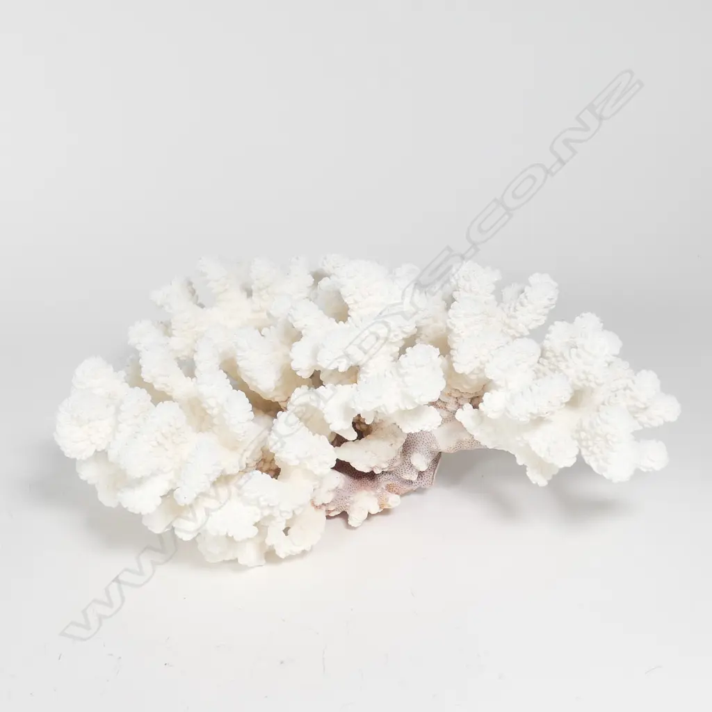 A branch form coral head Image 1++