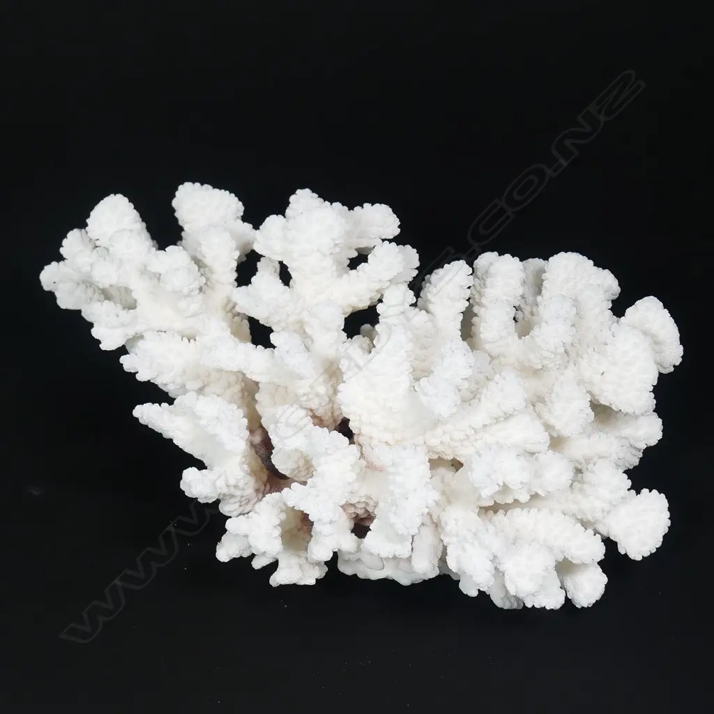 A branch form coral head Image 1++