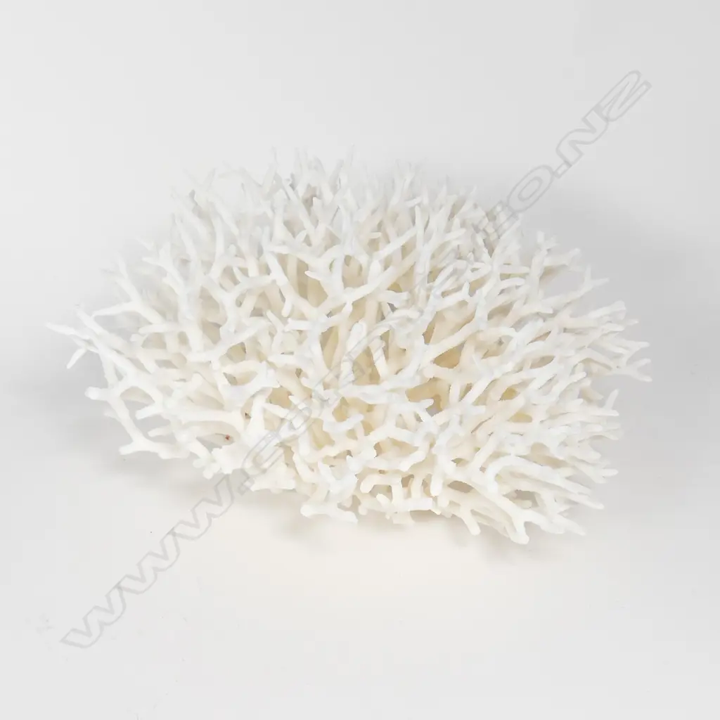 A twig branch coral head Image 1++