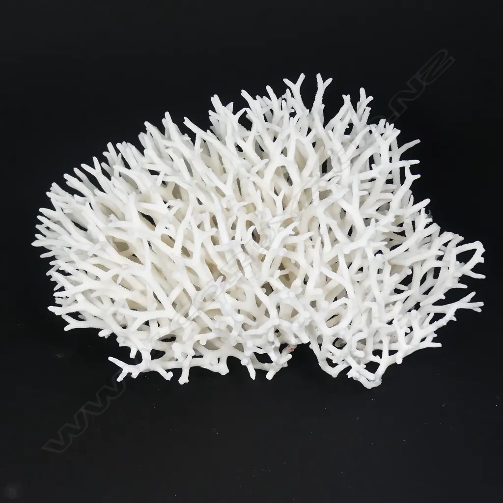 A twig branch coral head Image 1++