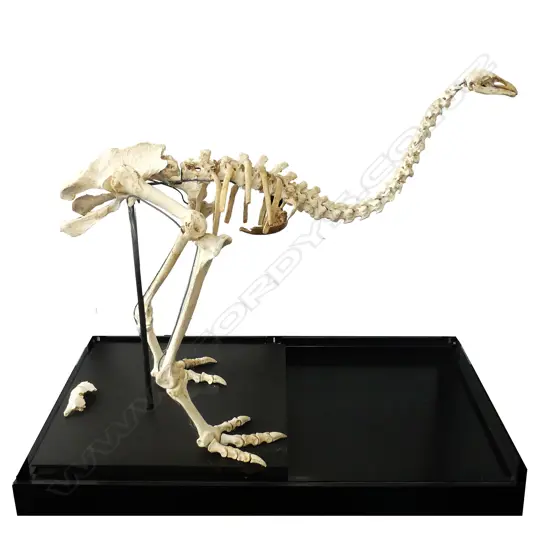 An extinct adult little bush moa skeleton display