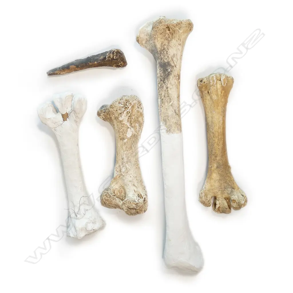 Three extinct moa leg bones Image 1++