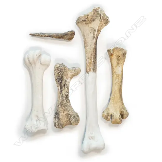 Three extinct moa leg bones