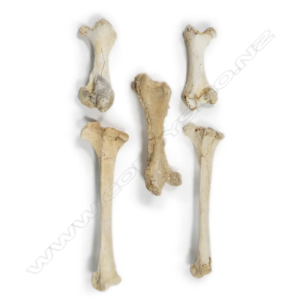 Four extinct moa leg bones Image 1++