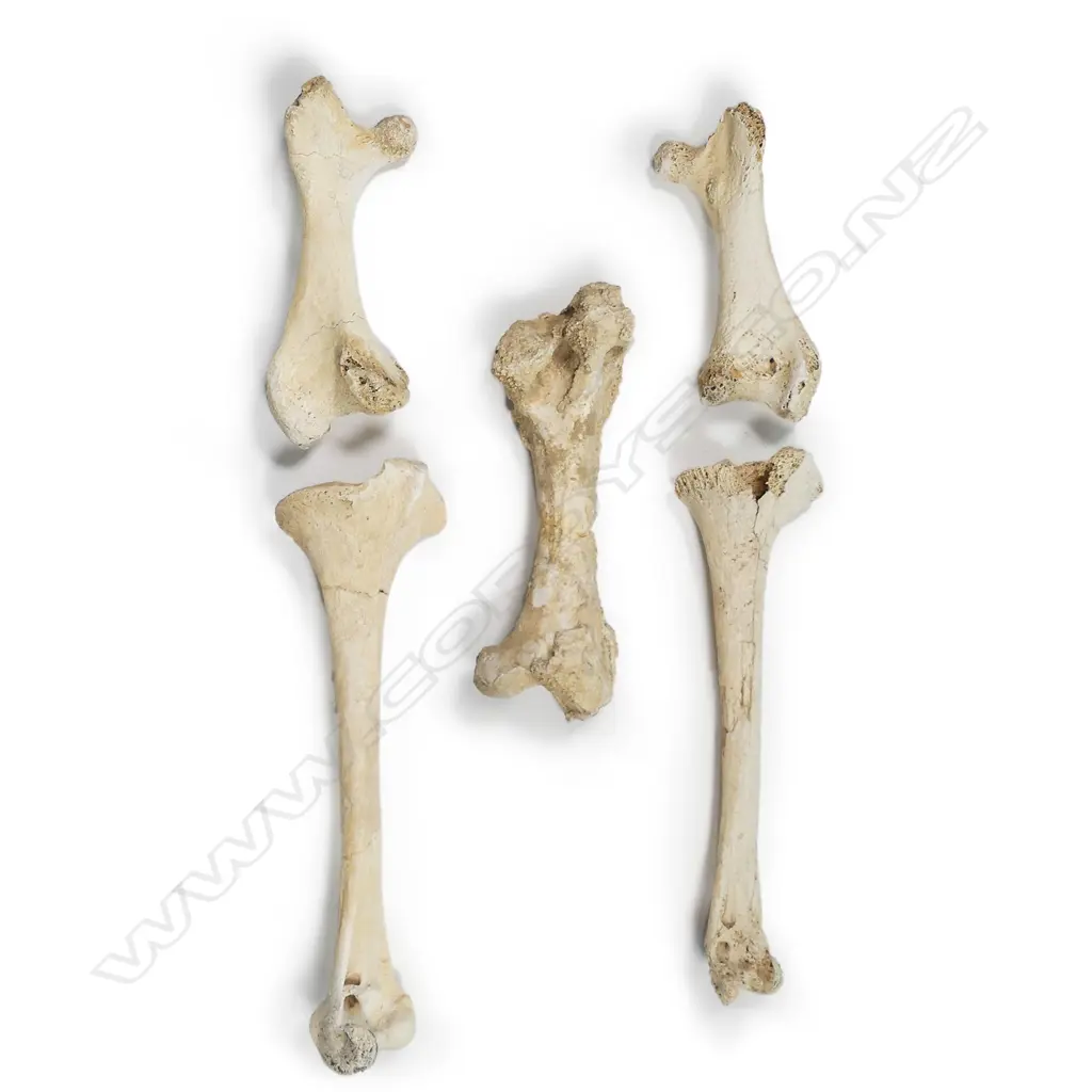 Four extinct moa leg bones Image 1++