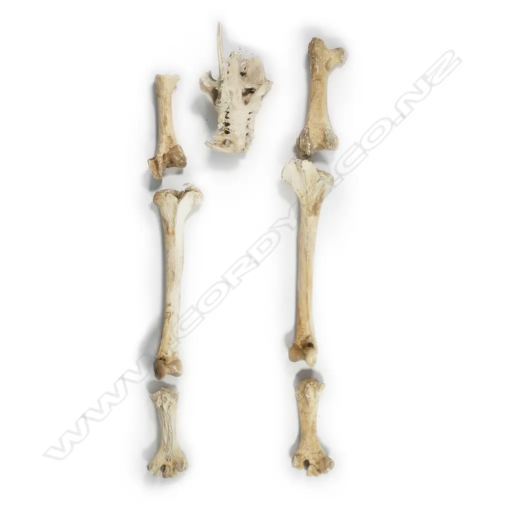 Pelvis and leg bones from an extinct little bush moa Image 1++