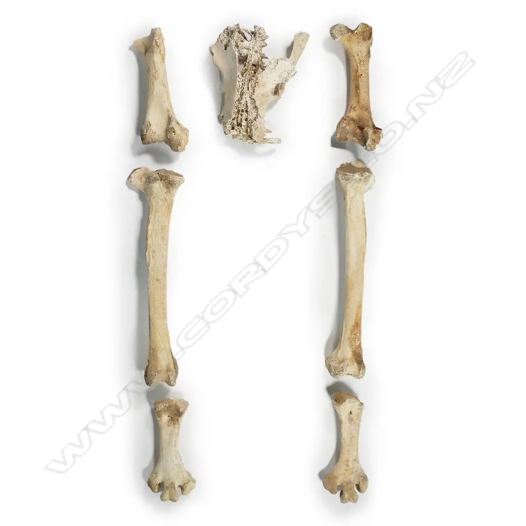 Pelvis and leg bones from an extinct little bush moa Image 1++