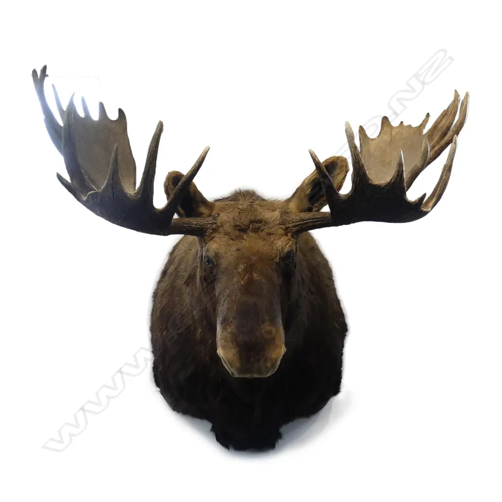 A large and very impressive taxidermy moose head Image 1++