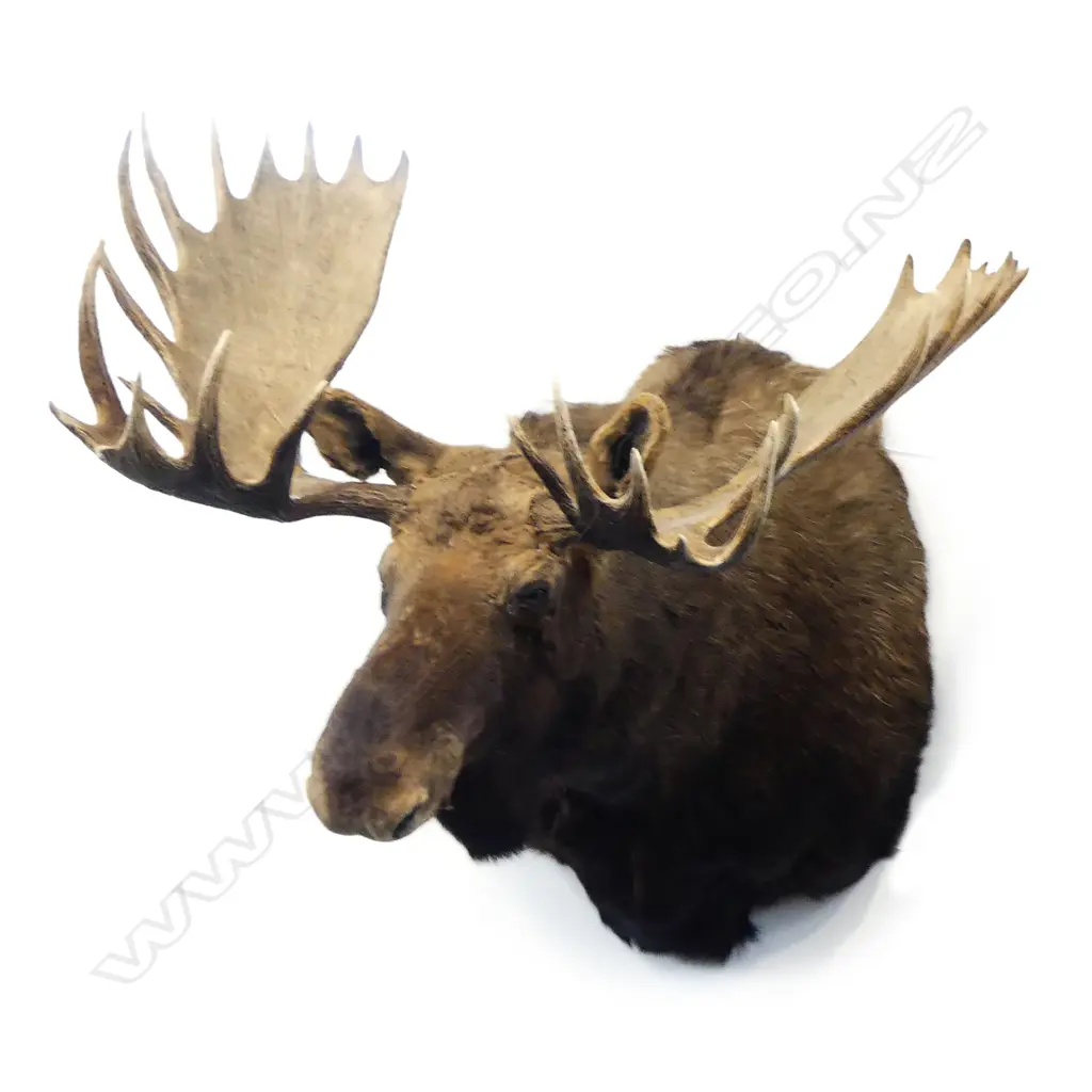 A large and very impressive taxidermy moose head Image 1++