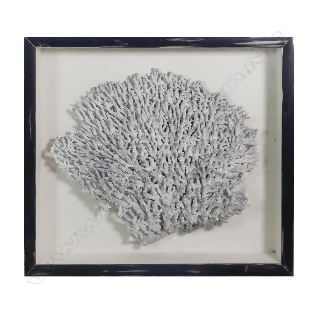 A large fan form stag horn coral head Image 1++