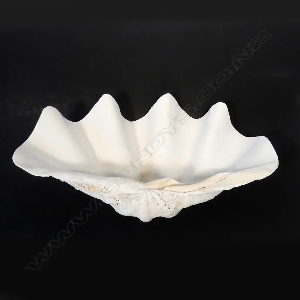 A large clam shell Image 1++