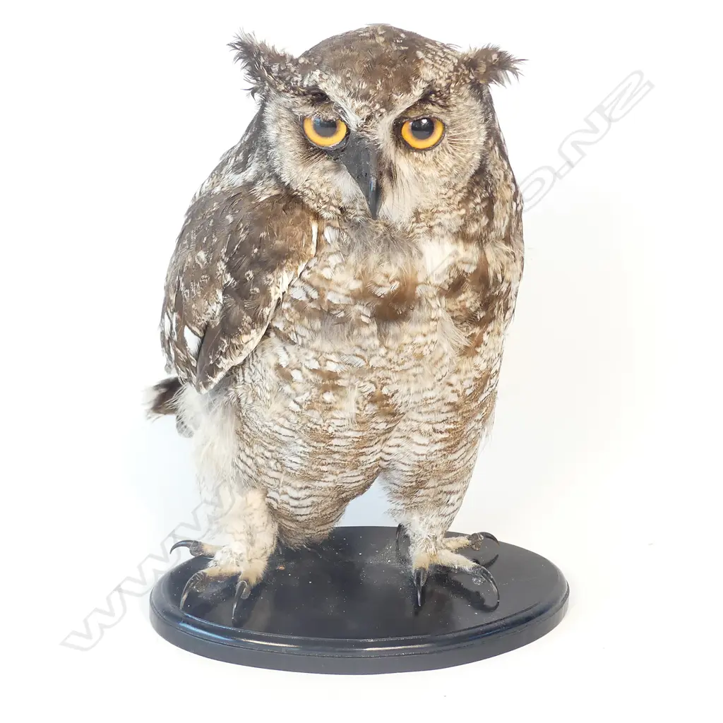 A taxidermy spotted eagle owl Image 1++