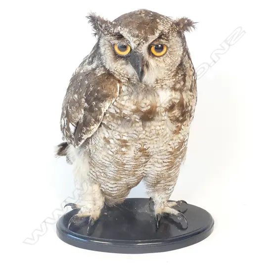 A taxidermy spotted eagle owl