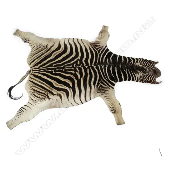 A vintage zebra skin