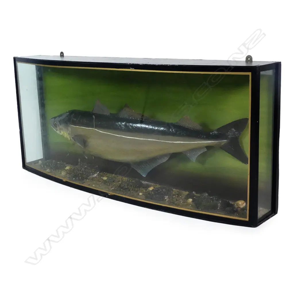 A large taxidermy coalfish in cabinet display Image 1++