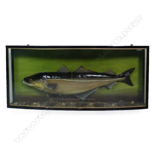 A large taxidermy coalfish in cabinet display