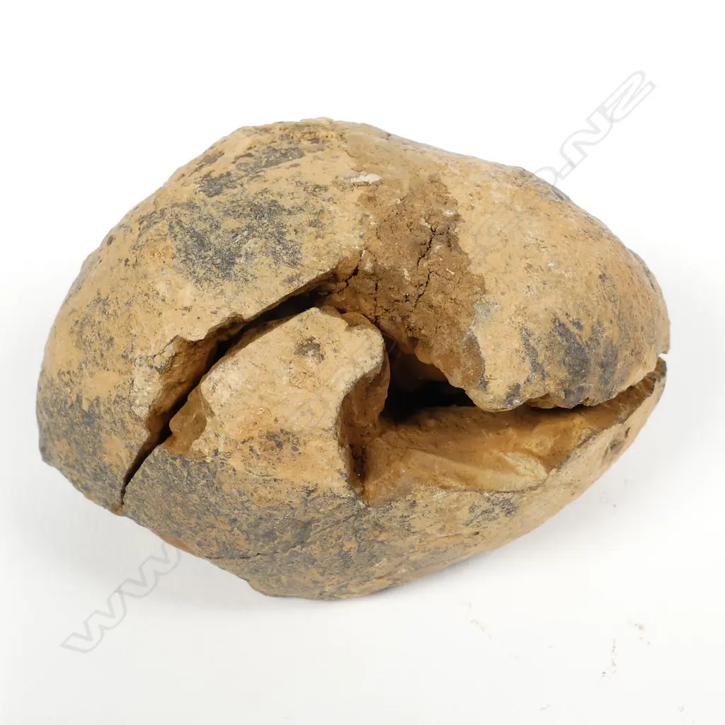 A rare New Zealand trilobite fossil Image 1++
