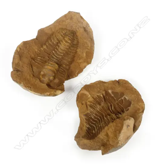 A rare New Zealand trilobite fossil