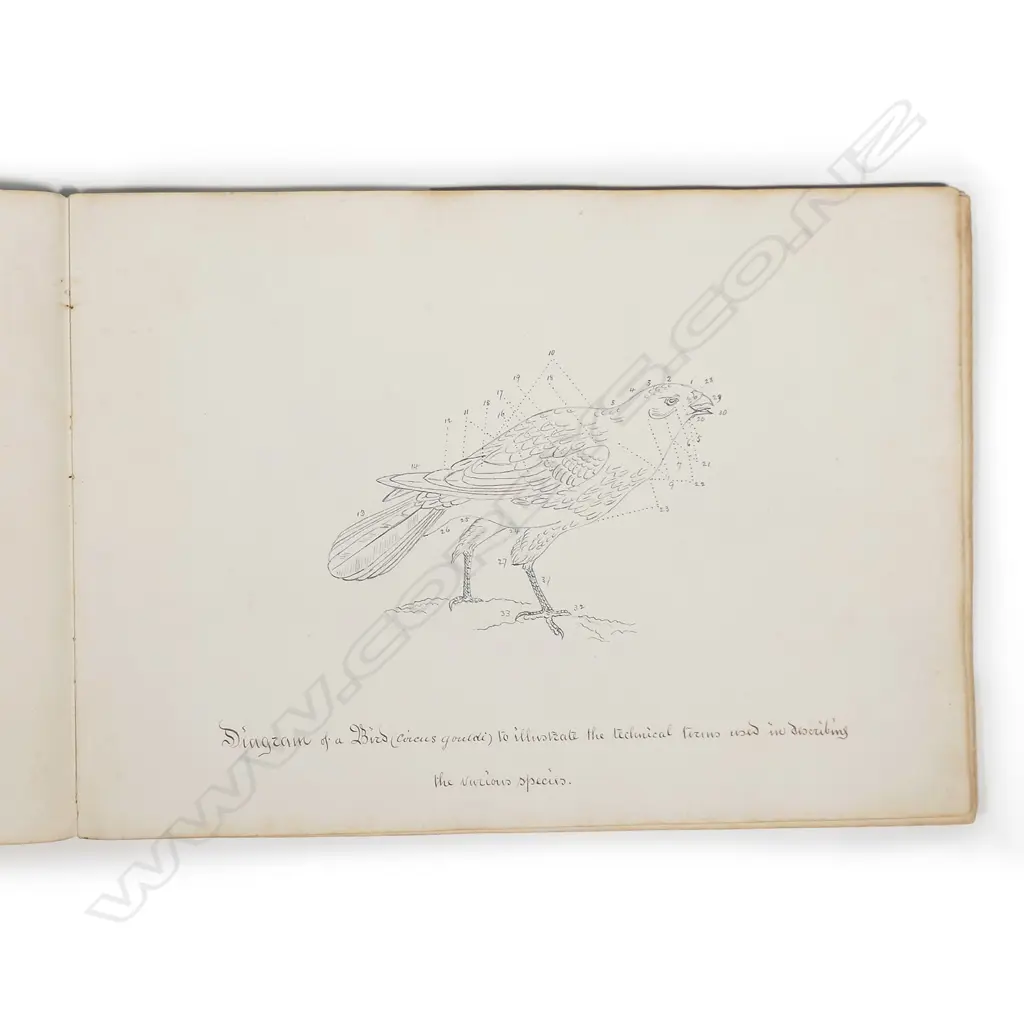 An amateur ornithologist's 1898 album of watercolours of birds Image 1++