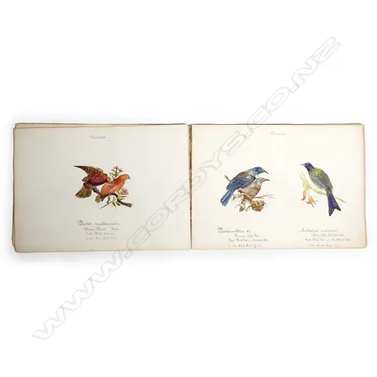 An amateur ornithologist's 1898 album of watercolours of birds